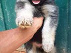 German Shephard Long Cort Pappy Female