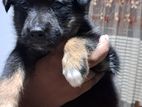 German Shephard Mixed Puppy