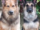 German Shephard Puppies