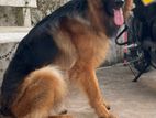 German Shepherd for Crossing