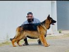 German Shephd