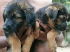 German Shepherd Puppies