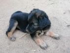 German Shepheard Puppies