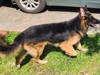 German shepheardMale dog for crossing and mating