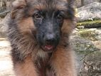 German Shepherd Long Coat Puppy