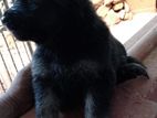 German Shephed Puppies