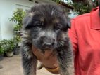 German Shepherd Puppies