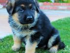 German Shepherd Puppy 2 Coat ( Females)