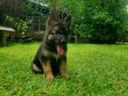 German Shepherd Puppy