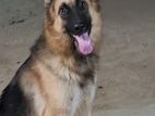 German Shepherd Dog