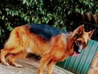 German Shepherd for Crossing
