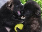 German Shepherd Puppies