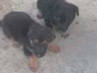 German Shepherd and Doberman Mixed Breed Female Puppies