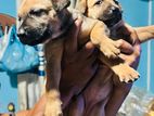German Shepherd With Labrador Cross Puppies