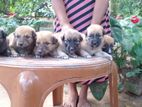 German shepherd & Ridgeback Crossd Puppies