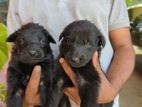 German shepherd puppies