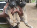 German Shepherd Puppies