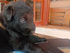 German Shepherd Puppy