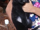 German Shepherd Black