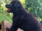 German Shepherd Black Puppy