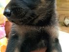 German Shepherd Black Puppy