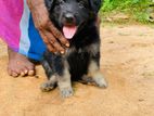 German Shepherd Puppy