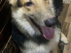 German Shepherd
