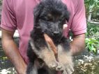 German Shepherd බලු පැටවුන්