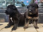 German Shepherd බලු පැටවුන් විකිණීමට ඇත