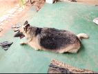 German Shepherd Dog for Crossing