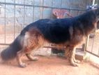 German Shepherd for Crossing