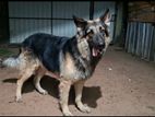 German Shepherd for Crossing
