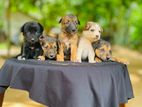 German Shepherd Cross