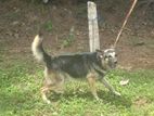 German Shepherd For Crossing