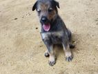 German Shepherd Cross Puppy