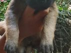 German Shepherd Cross Puppy