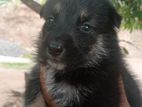 German Shepherd Cross Puppies