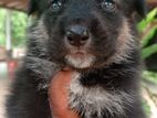 German Shepherd Cross Puppies
