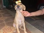 Dog for Kind Home