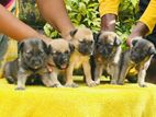 German Shepherd Cross Puppies