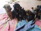 German Shepherd Cross Puppies