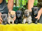 German Shepherd Cross Puppies