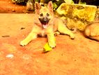 German Shepherd Puppies