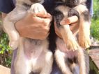 German Shepherd Cross Puppies