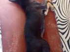 German Shepherd Cross Puppy for Kind Home