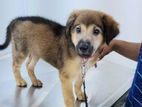 German Shepherd Cross Puppy For kind Home