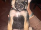 German Shepherd Cross Puppy