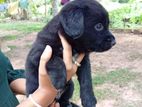 German Shepherd Mix Puppy