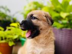 German shepherd cross puppy
