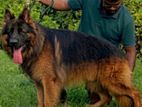 German Shepherd for Crossing